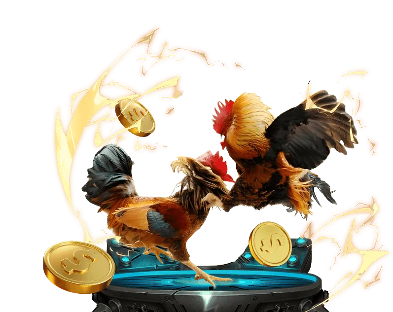 Đấu kê trực tiếp và cá cược